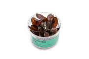 Echinodorus Reni UNS Tissue Culture Aquatic Plant - Buce Plant