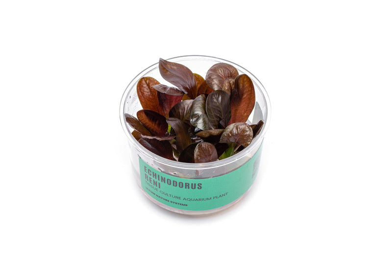 Echinodorus Reni UNS Tissue Culture Aquatic Plant - Buce Plant