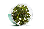 Echinodorus Reni UNS Tissue Culture Aquatic Plant - Buce Plant