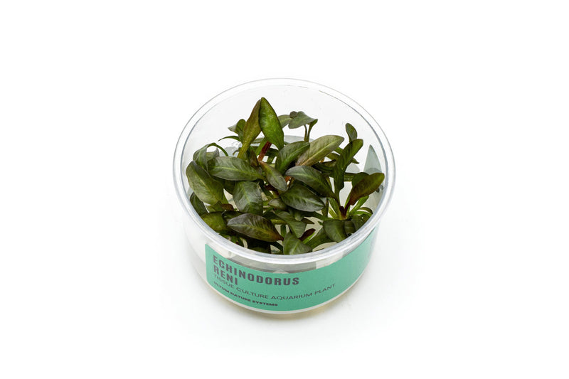 Echinodorus Reni UNS Tissue Culture Aquatic Plant - Buce Plant