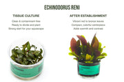 Echinodorus Reni UNS Tissue Culture
