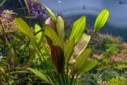 Echinodorus Rose