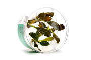 Echinodorus Rose Tissue Culture Aquatic Plant - Buce Plant