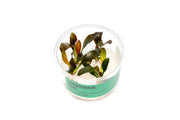 Echinodorus Rose Tissue Culture Aquatic Plant - Buce Plant