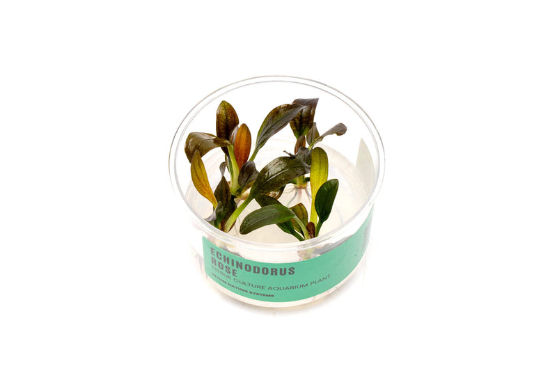 Echinodorus Rose Tissue Culture Aquatic Plant - Buce Plant