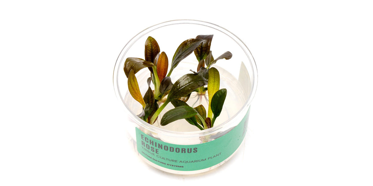 Echinodorus Rose Tissue Culture - Buce Plant