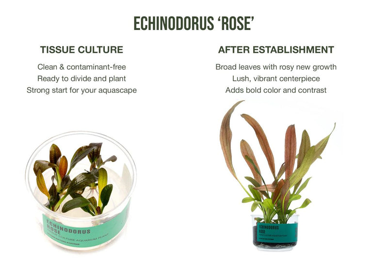 Echinodorus Rose Tissue Culture
