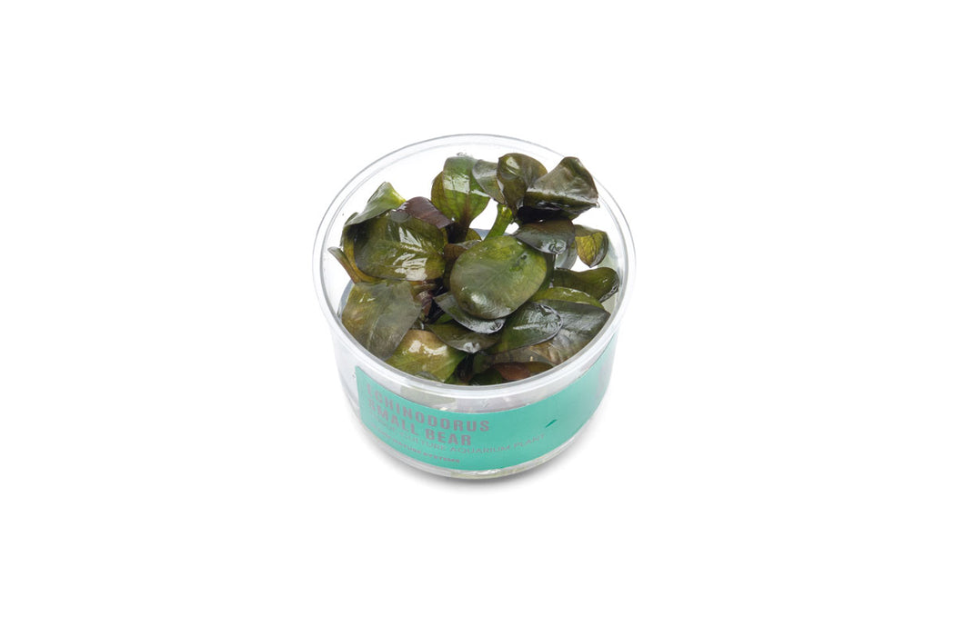 Echinodorus Small Bear Tissue Culture