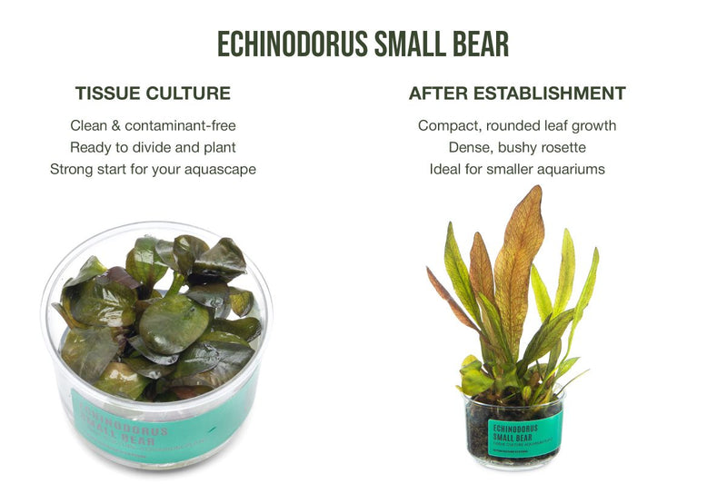 Echinodorus Small Bear Tissue Culture