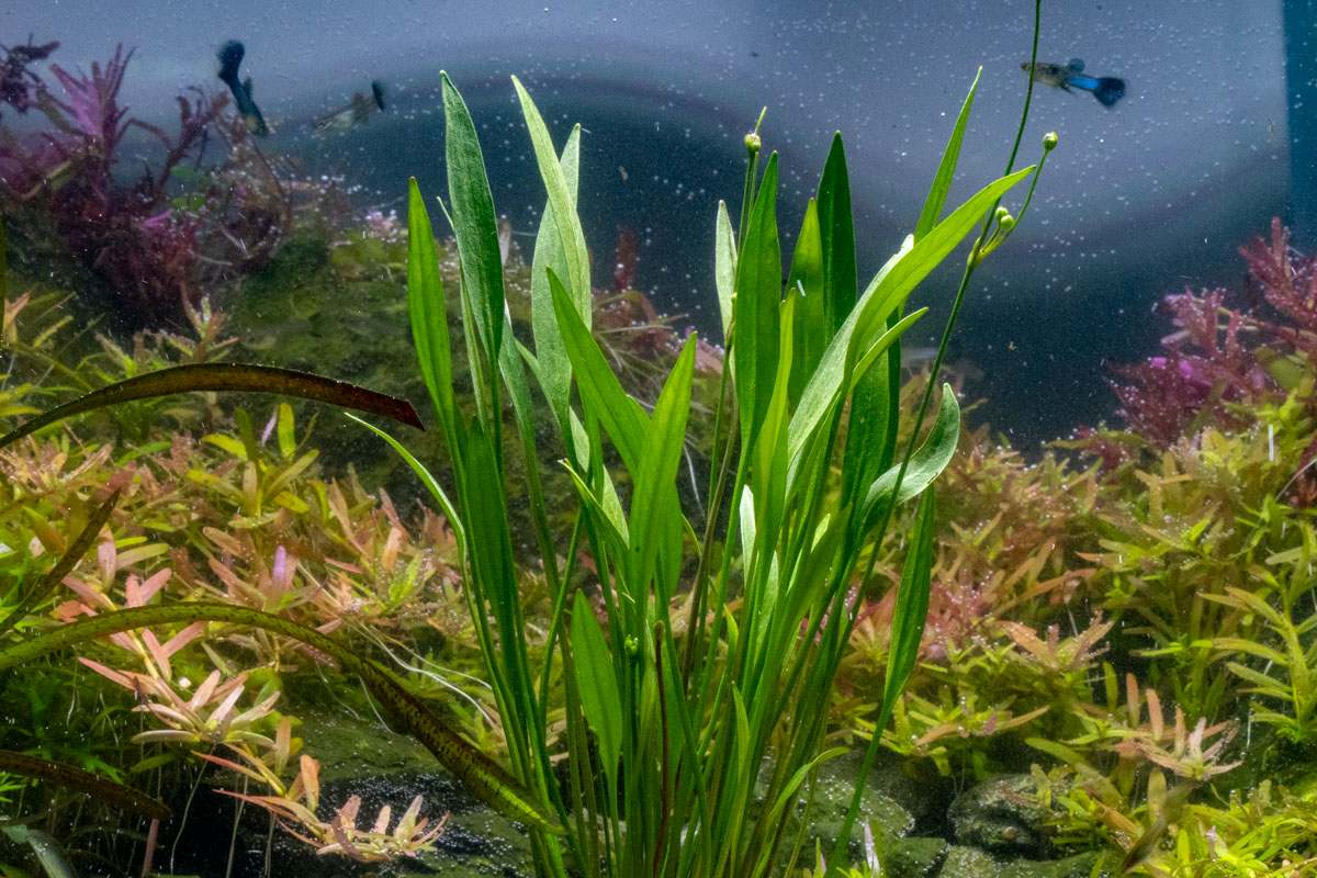 しらす様 Aquatic Division the Commoner Echinodorus Xinguensis Aquarium Plant - Buce Plant