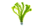Egeria Densa Aquatic Plant - Buce Plant