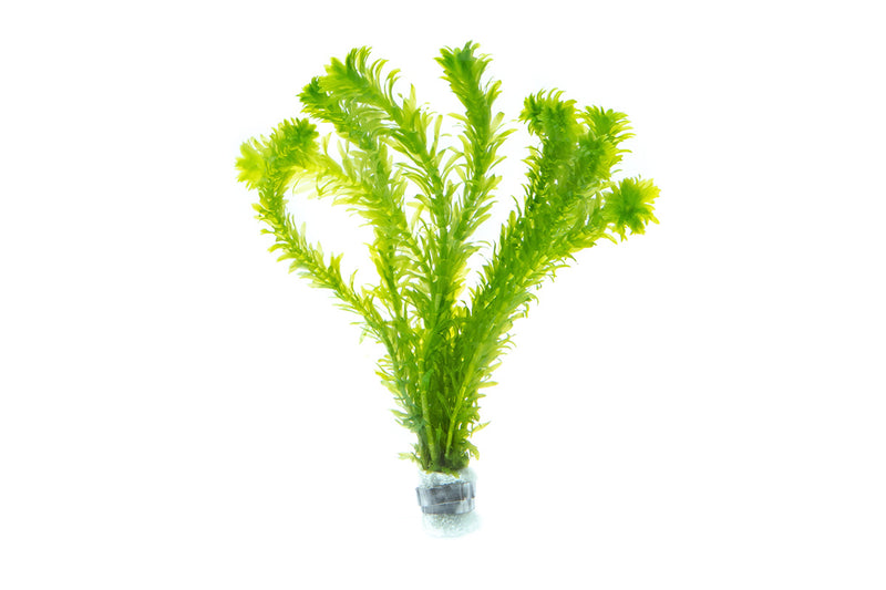 Egeria Densa Aquatic Plant - Buce Plant
