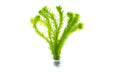 Healthy Egeria Densa aquatic plant from ACW, with vibrant green stems and lush leaves ideal for freshwater aquariums.