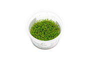 Elatine Hydropiper Tissue Culture Aquatic Plant - Buce Plant