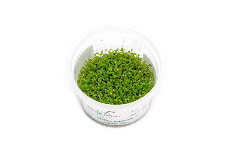 Elatine Hydropiper Tissue Culture Aquatic Plant - Buce Plant