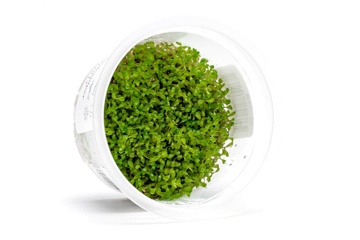 Elatine Hydropiper Tissue Culture Aquarium Plants — Buce Plant