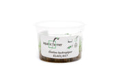 Elatine Hydropiper Tissue Culture Aquatic Plant - Buce Plant