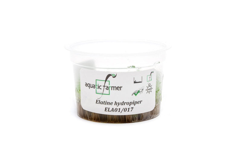 Elatine Hydropiper Tissue Culture Aquatic Plant - Buce Plant