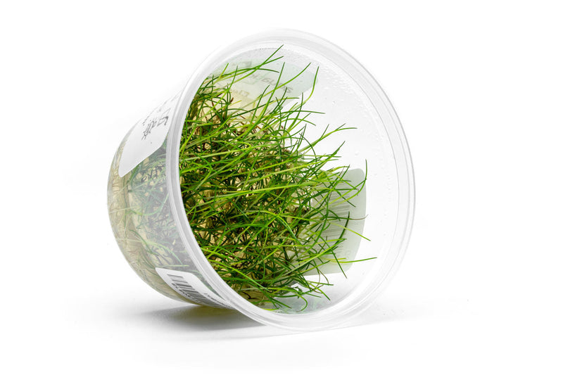 Eleocharis Belem Aquatic Farmer Tissue Culture Aquatic Plant - Buce Plant