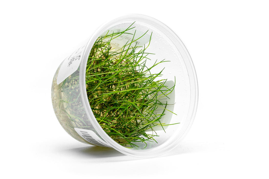 Eleocharis Belem Aquatic Farmer Tissue Culture