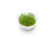 Eleocharis Belem Aquatic Farmer Tissue Culture Aquatic Plant - Buce Plant