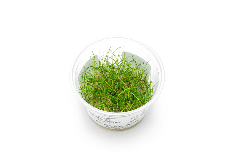 Eleocharis Belem Aquatic Farmer Tissue Culture Aquatic Plant - Buce Plant