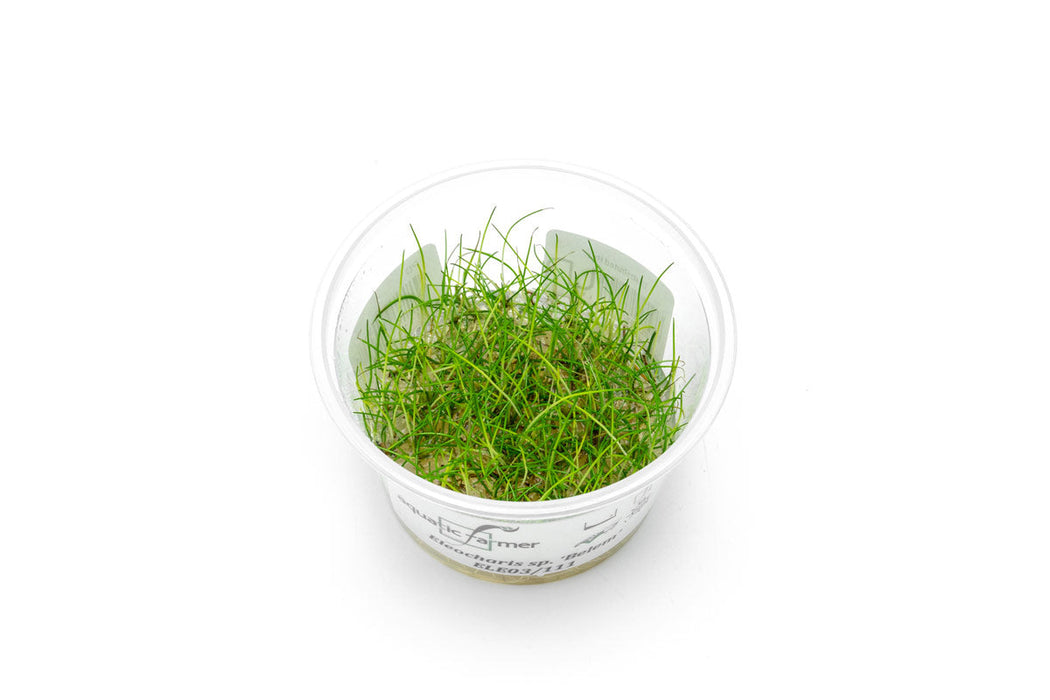 Eleocharis Belem Aquatic Farmer Tissue Culture