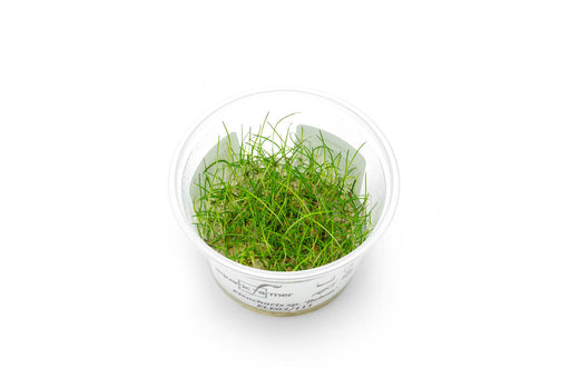 Eleocharis Belem Aquatic Farmer Tissue Culture