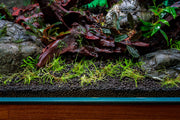Eleocharis Belem Aquatic Farmer Tissue Culture Aquatic Plant - Buce Plant