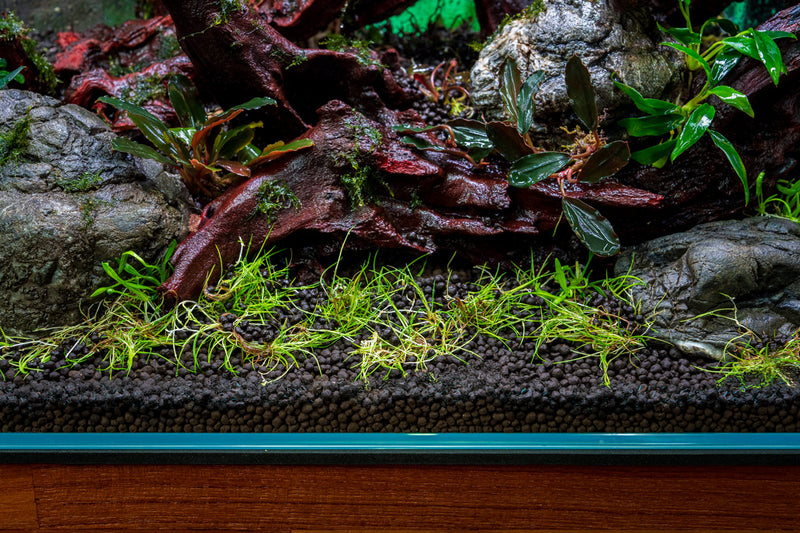 Eleocharis Belem Aquatic Farmer Tissue Culture Aquatic Plant - Buce Plant