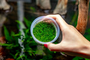 Eleocharis Belem Aquatic Farmer Tissue Culture Aquatic Plant - Buce Plant