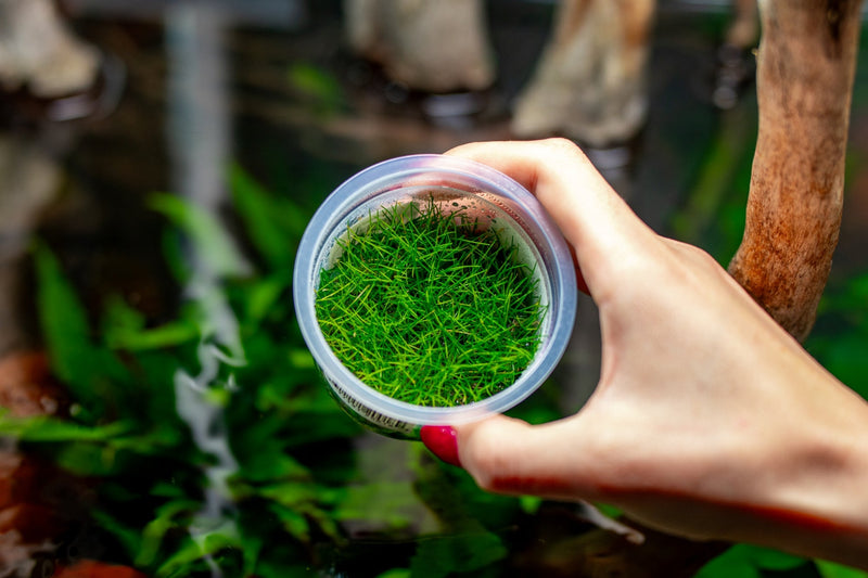 Eleocharis Belem Aquatic Farmer Tissue Culture Aquatic Plant - Buce Plant
