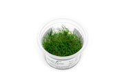 Eleocharis Parvula 'Mini' Aquatic Farmer Tissue Culture Aquatic Plant - Buce Plant