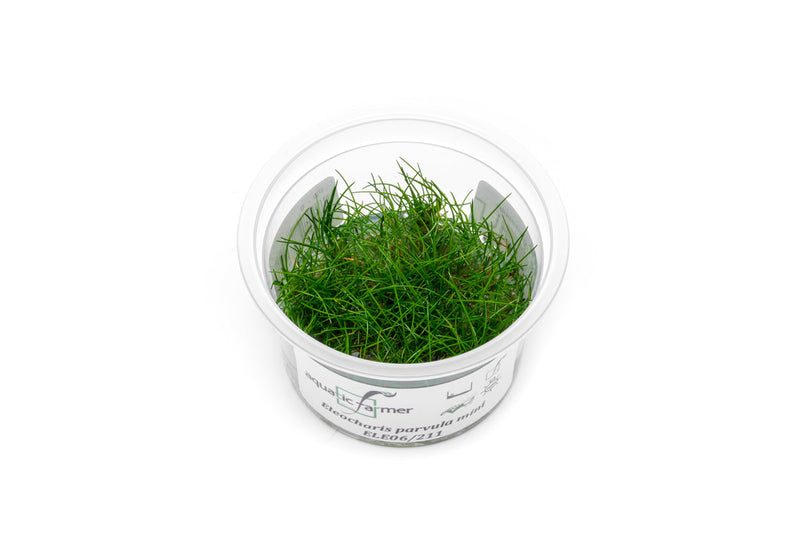 Eleocharis Parvula 'Mini' Aquatic Farmer Tissue Culture Aquatic Plant - Buce Plant