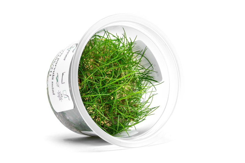 Eleocharis Parvula 'Mini' Aquatic Farmer Tissue Culture Aquatic Plant - Buce Plant