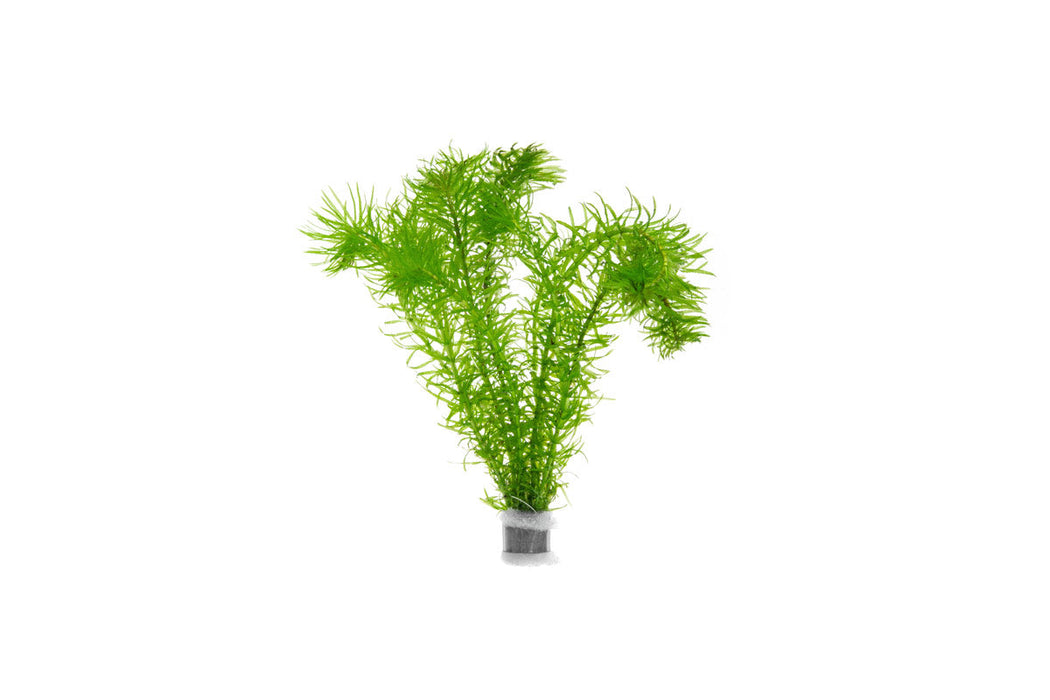 Elodea Najas