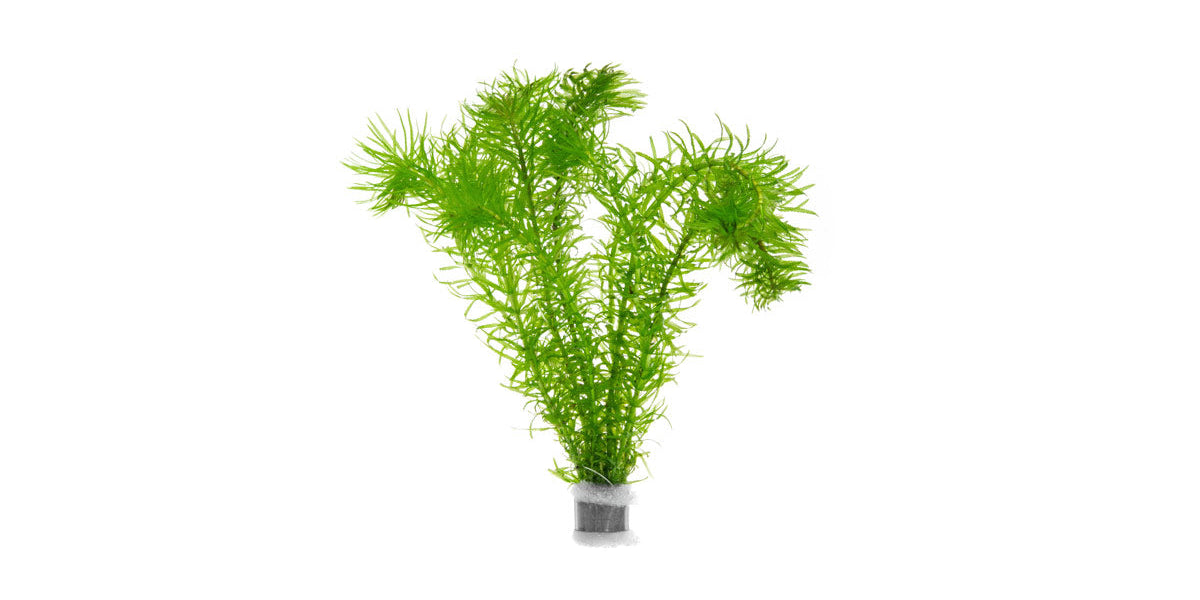 elodea fish tank net Anacharis Najas (Elodea Najas) ava 17 fishing lure water gardens Color:Perfect Perch Kraken Musky Bait