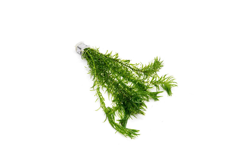 Healthy green Elodea Najas aquatic plant from ACW, ideal for freshwater aquariums with lush, vibrant foliage.