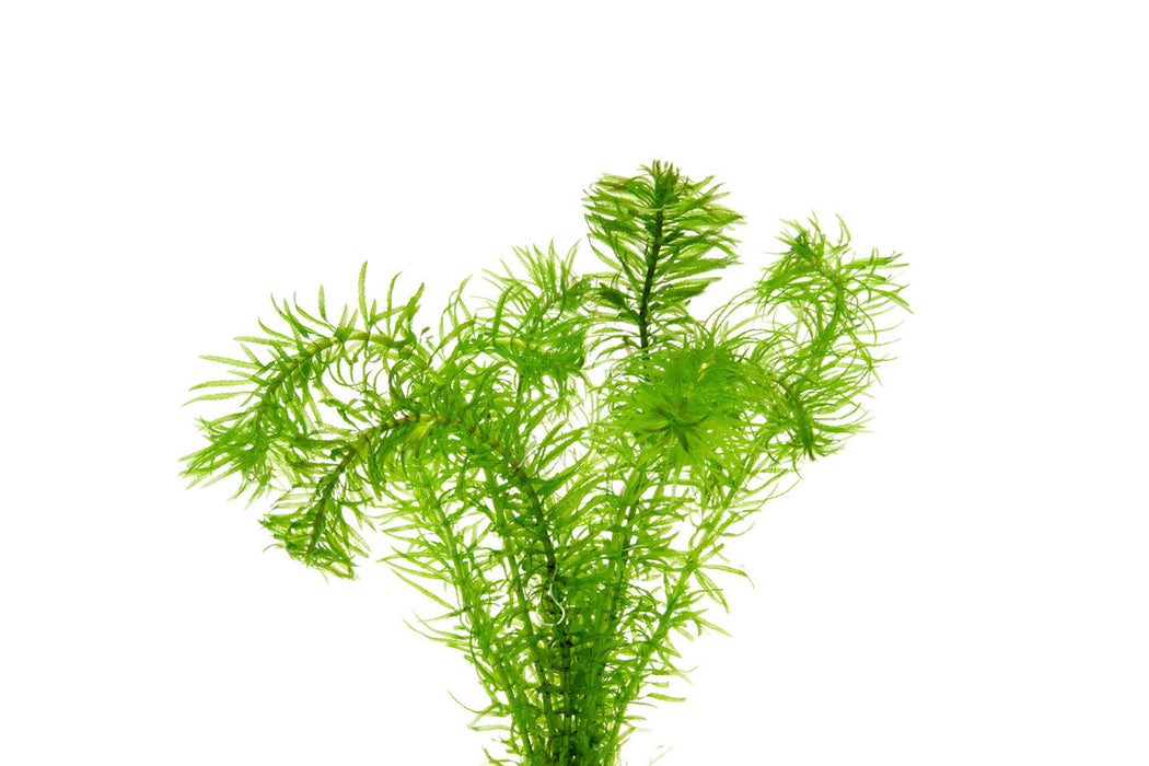 Healthy Elodea Najas aquatic plant from ACW, showing lush green stems and leaves suitable for freshwater aquariums.