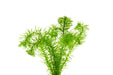Healthy Elodea Najas aquatic plant from ACW, showing lush green stems and leaves suitable for freshwater aquariums.