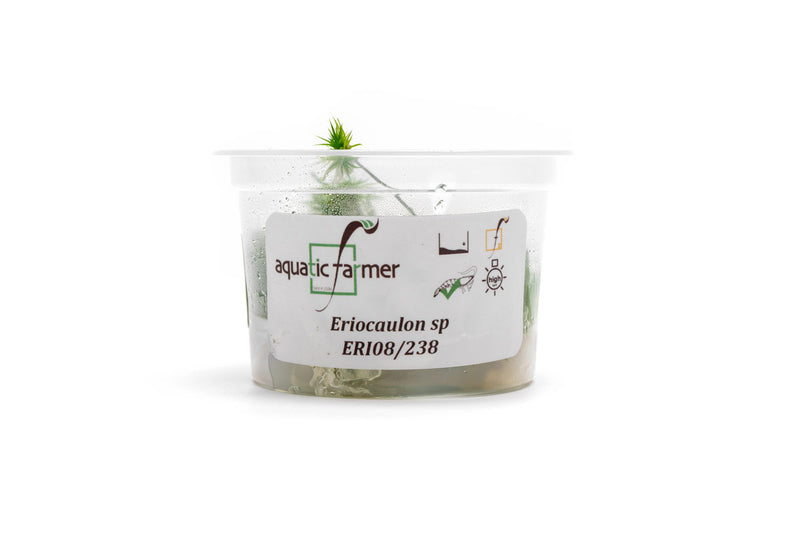 Eriocaulon Aquaticum Aquatic Farmer Tissue Culture Aquatic Plant - Buce Plant