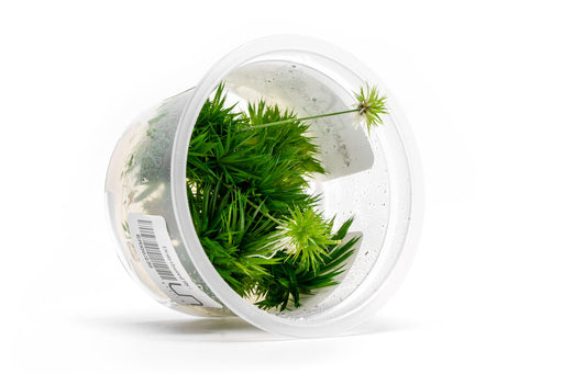 Eriocaulon Aquaticum Aquatic Farmer Tissue Culture