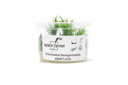Eriocaulon Buergerianum Aquatic Farmer Tissue Culture Aquatic Plant - Buce Plant