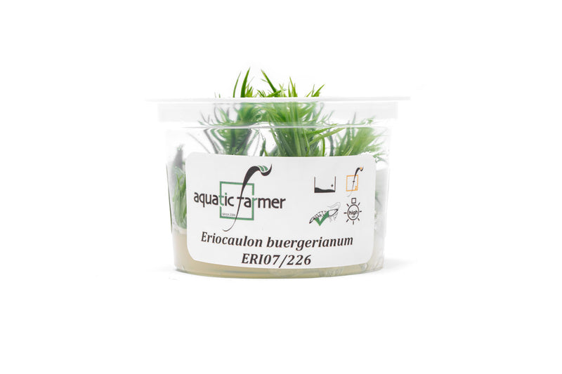 Eriocaulon Buergerianum Aquatic Farmer Tissue Culture Aquatic Plant - Buce Plant