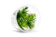 Eriocaulon Buergerianum Aquatic Farmer Tissue Culture Aquatic Plant - Buce Plant