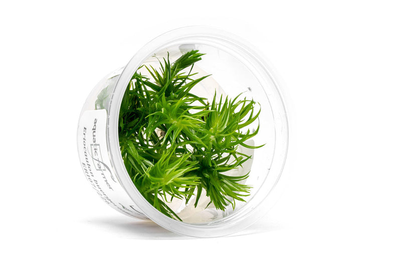 Eriocaulon Buergerianum Aquatic Farmer Tissue Culture Aquatic Plant - Buce Plant