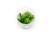 Eriocaulon Buergerianum Aquatic Farmer Tissue Culture Aquatic Plant - Buce Plant