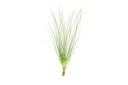 Eriocaulon Feather Duster aquatic plant from BUCE with delicate, feathery green foliage suitable for freshwater aquariums.