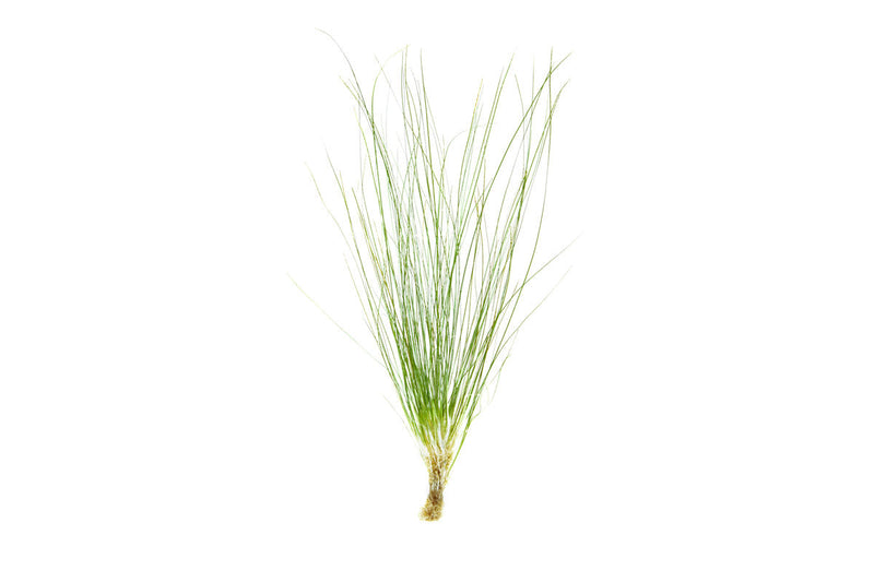 Eriocaulon Feather Duster aquatic plant from BUCE with delicate, feathery green foliage suitable for freshwater aquariums.