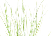 Eriocaulon Feather Duster aquatic plant from BUCE, showing fine, feather-like green foliage suitable for freshwater aquariums.